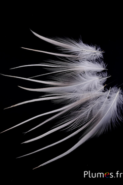 Héron - 13-16 cm - blanc-crème naturel